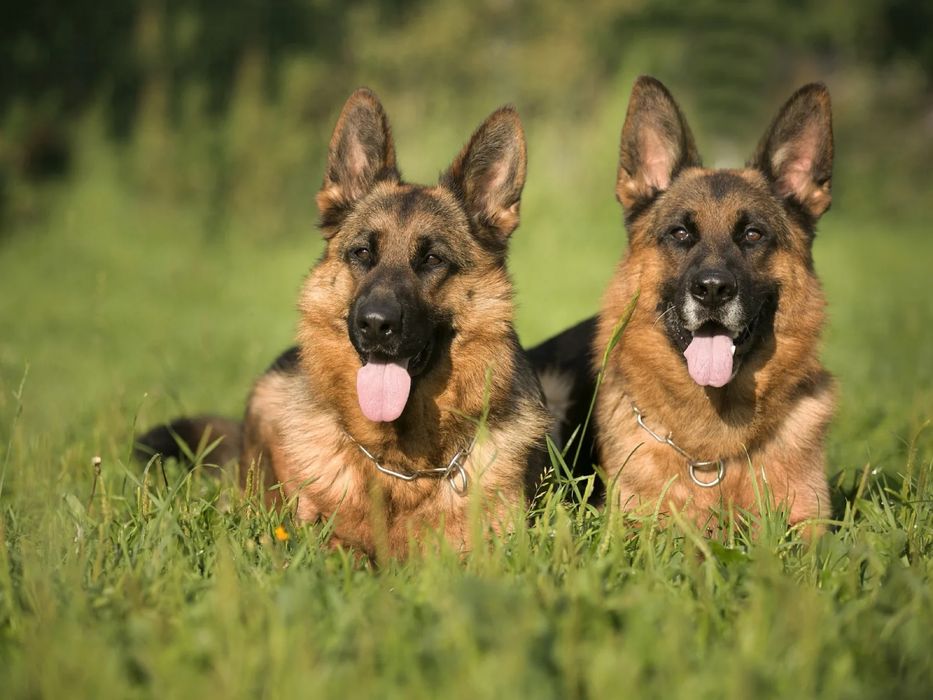 Немецкая овчарка