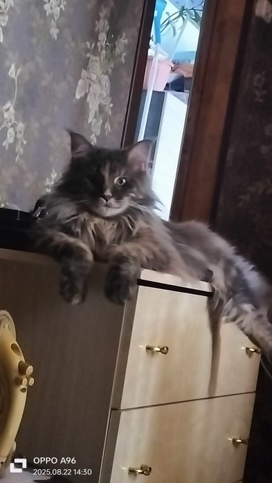 Кошечка мейкун, .