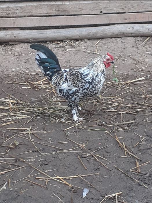 Mii de flori cocoși