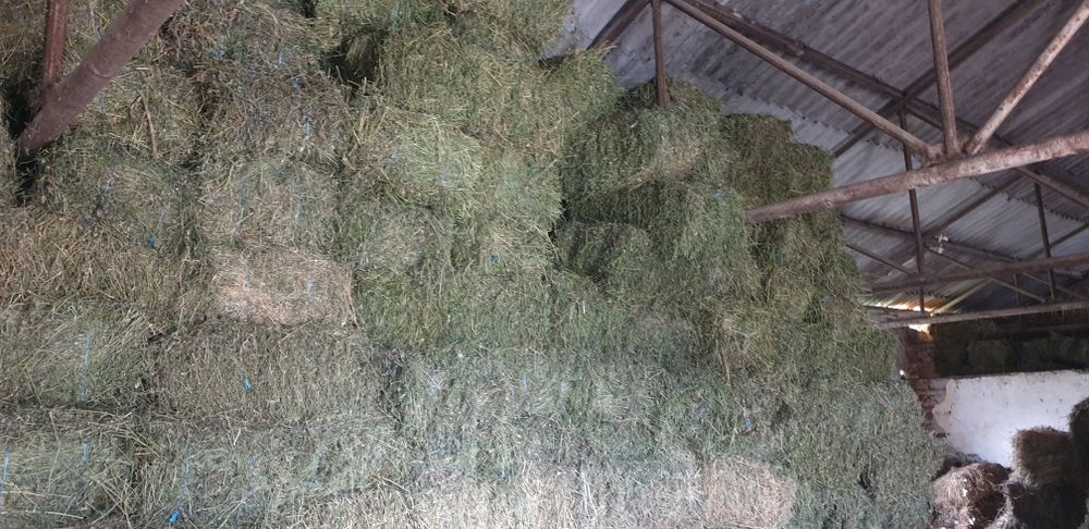 Vind baloti de lucernă de foarte bună calitate, coasa 4