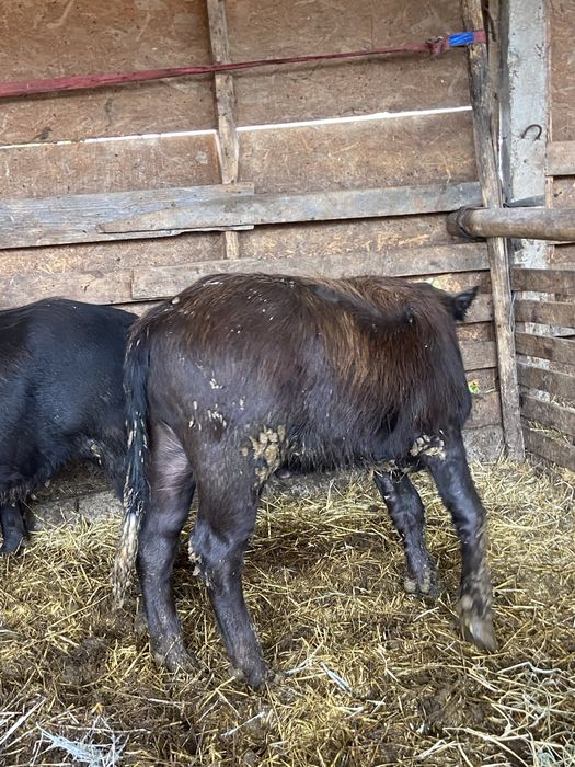 Vand puice de bivol si taurasi provenienta brasov