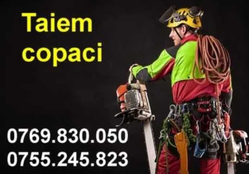 Taiem copaci cu alpinisti