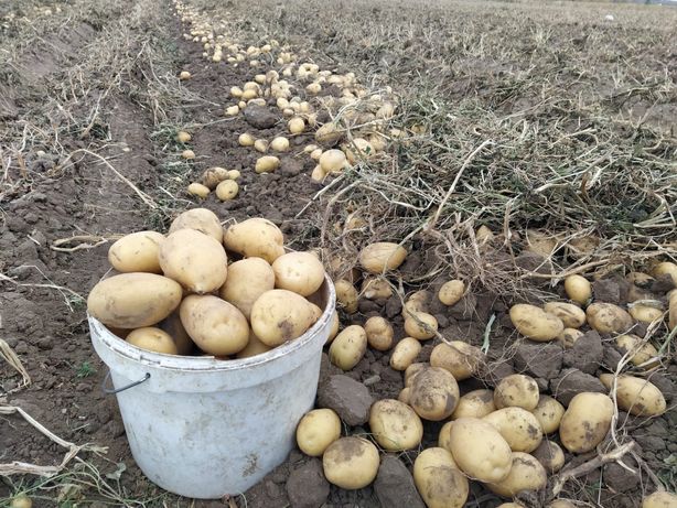 Продается картошка