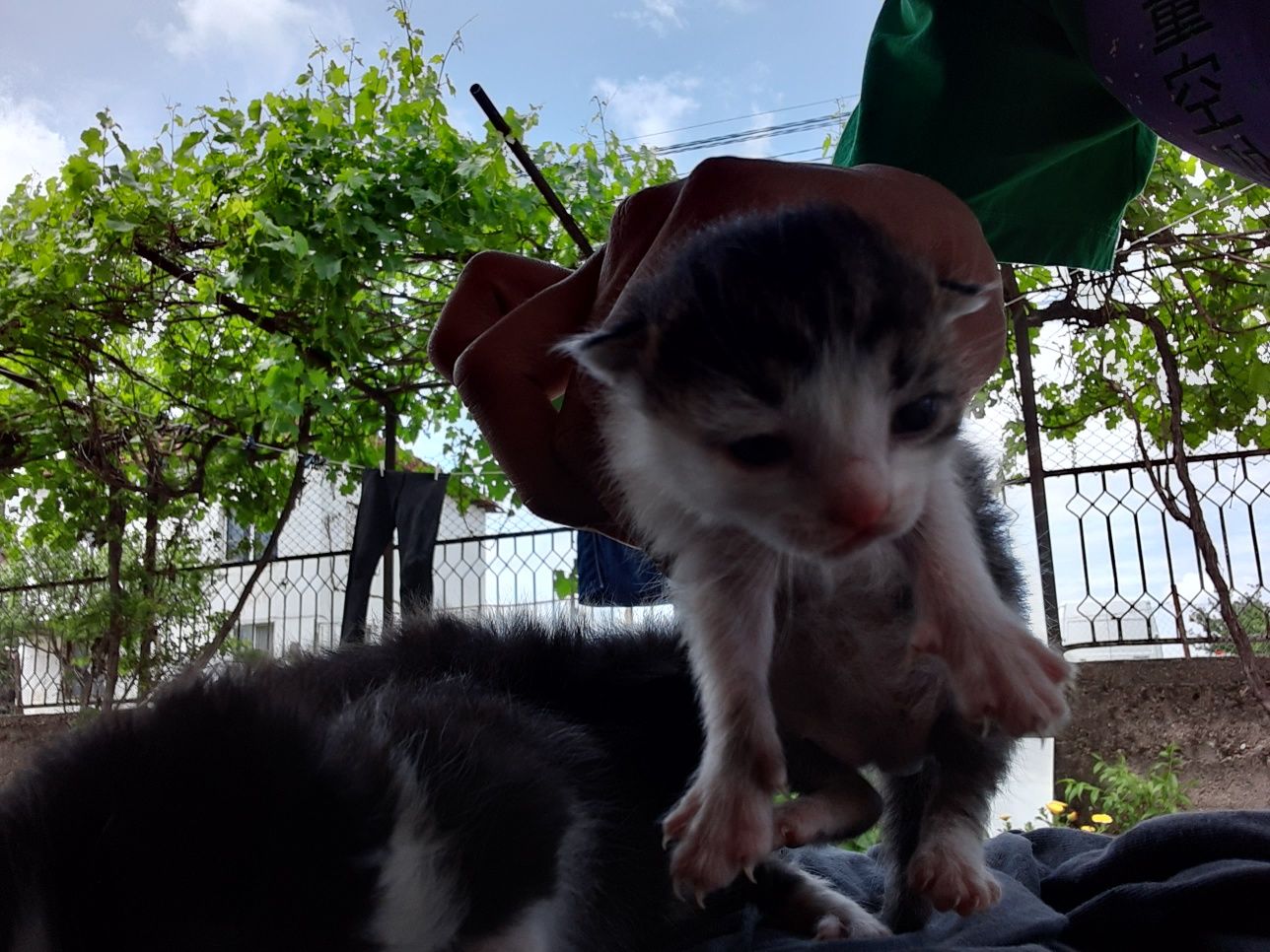 Малки котенца за осиновяване