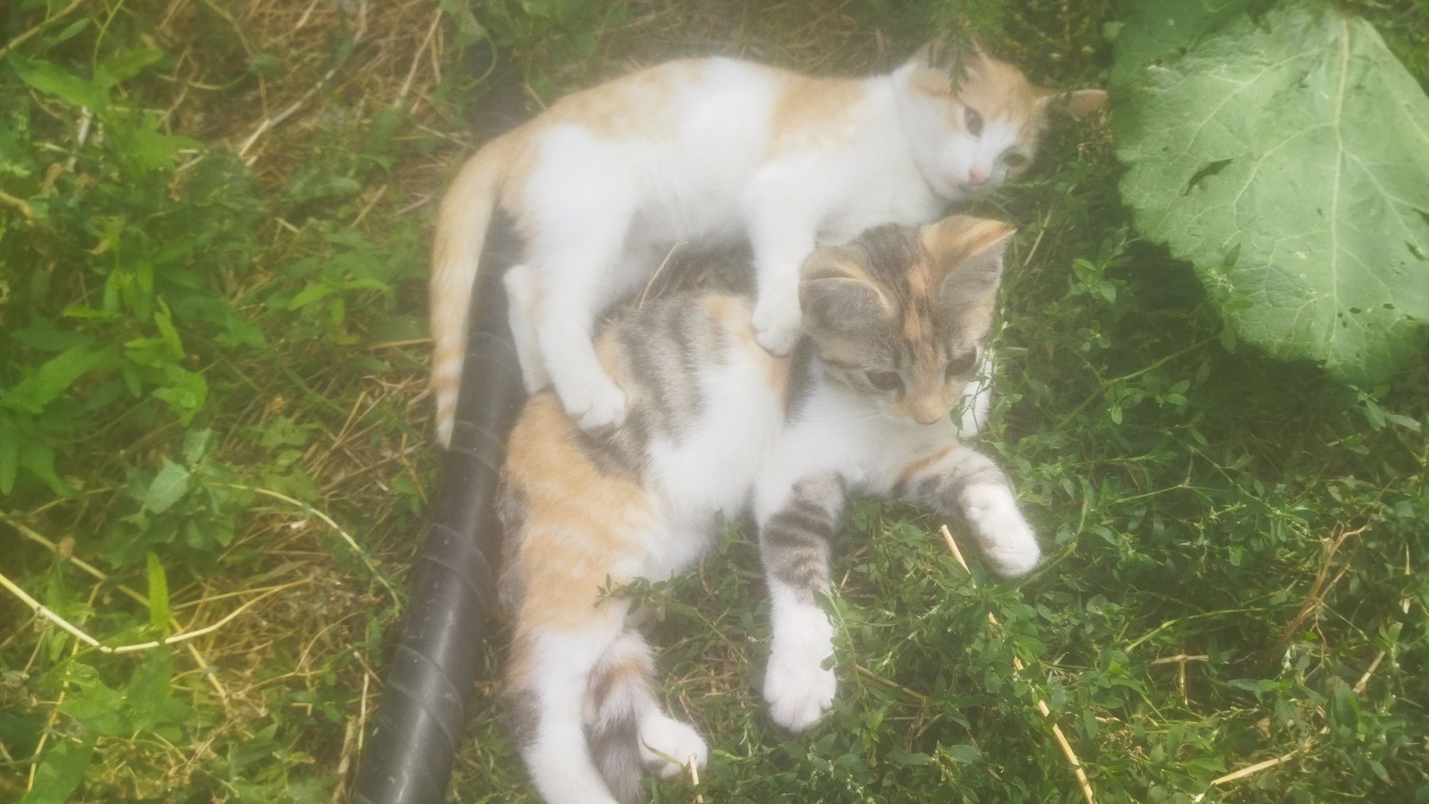 Котята мышиловы,