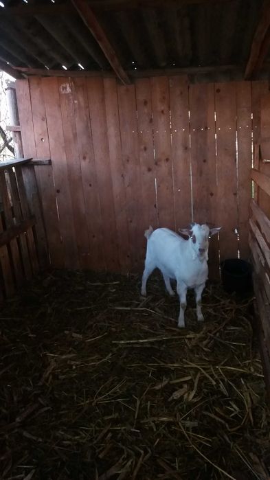 Tap Boer si tapisor metis