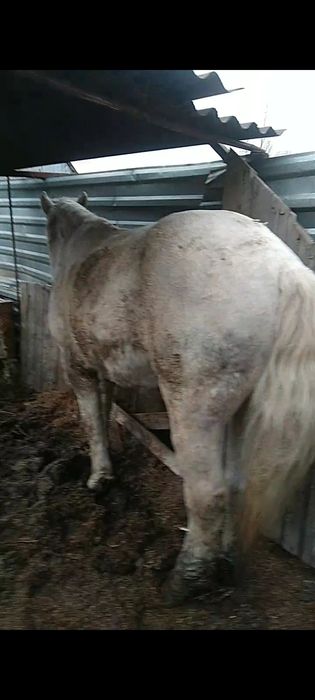 Срочно жеребец варианты