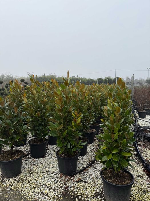 Plante ornamentale rafinate pentru orice tip de grădină