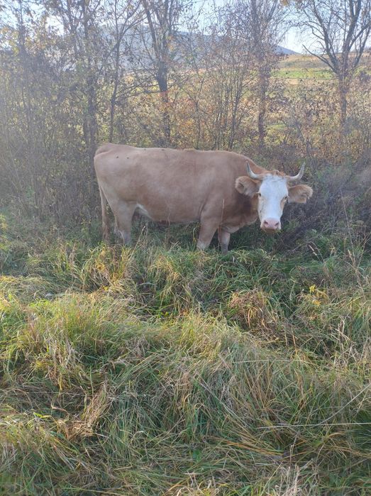 Vând vaca cu vitea