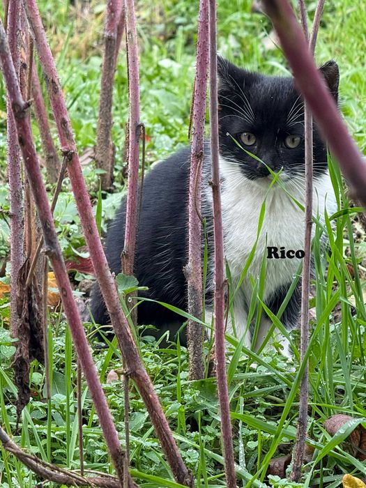 Donez pui pisica in Arges, Adoptie pisici Arges