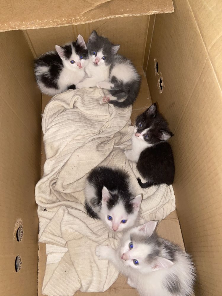 Котята домашние. .