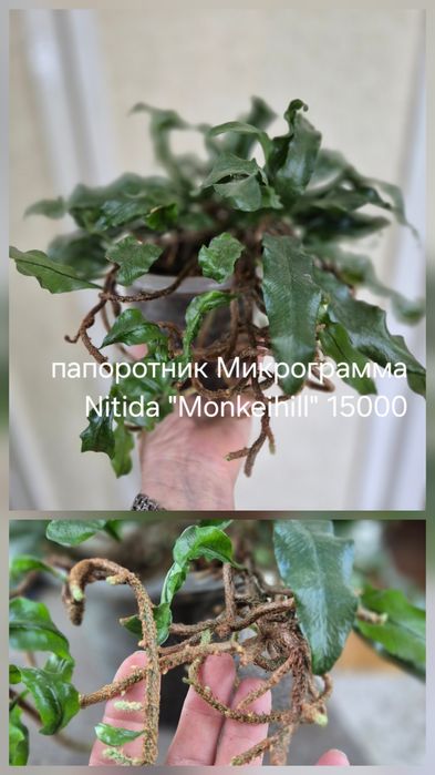 Папоротники комнатные.Нефролеписы,полиподиумы,дринария и др.