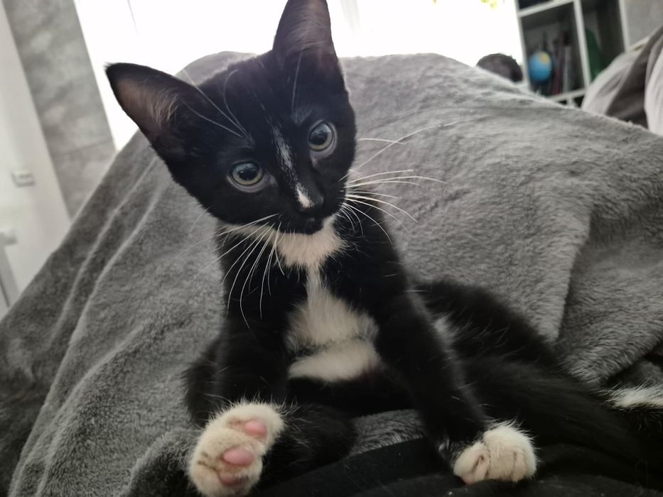 Кошечка Боня 1,5 месяца ищет любящих родителей