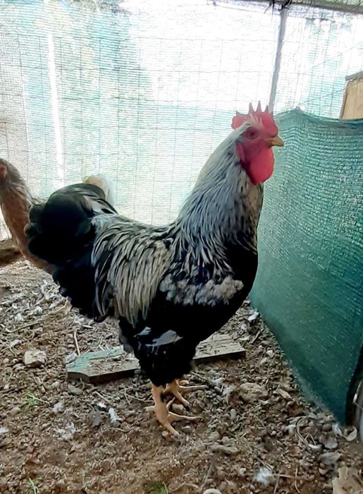 Cocosi si rațe smarald si doi rățoi moțat