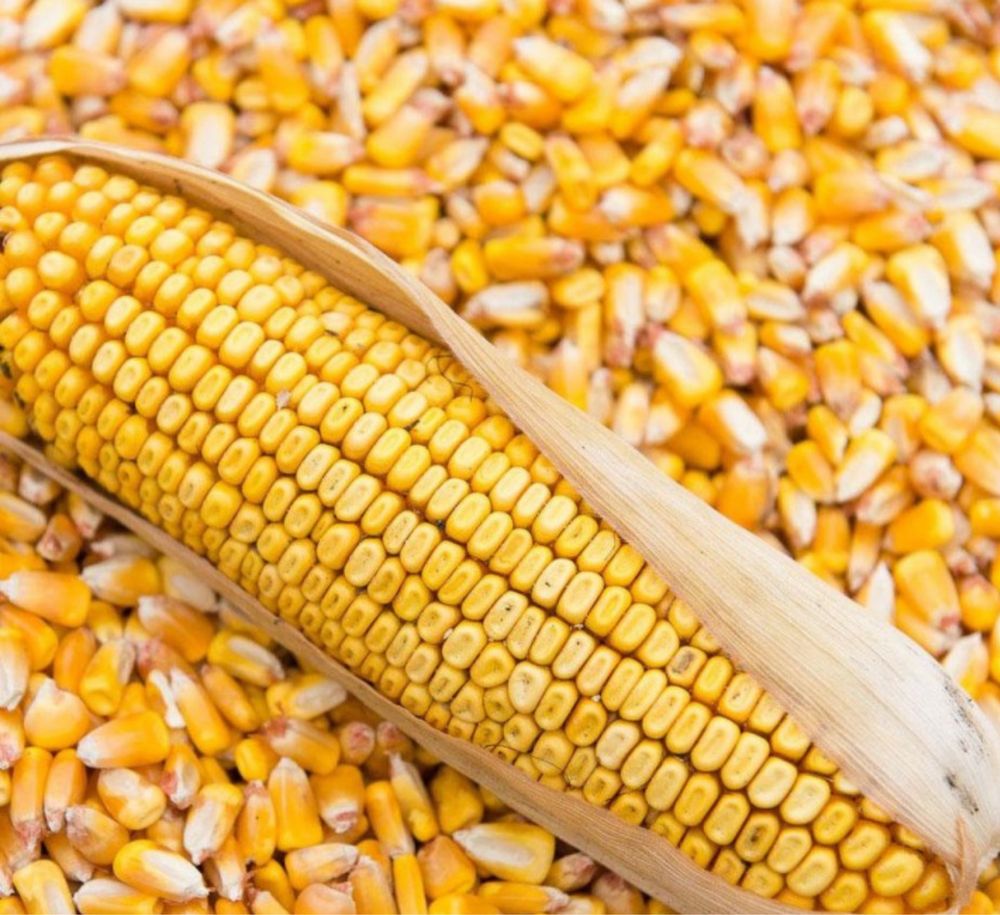 Кормавая кукуруза