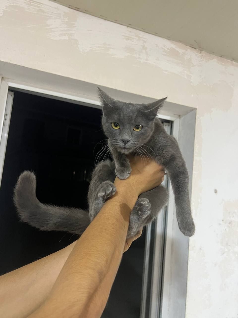 Xonaki mushuk sotiladi