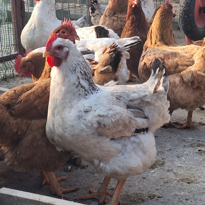 Vând gaini și cocoși Cabir