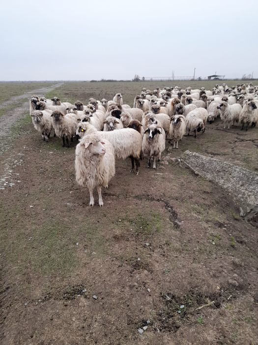 Vând oi și miei 2 - 3 - 4