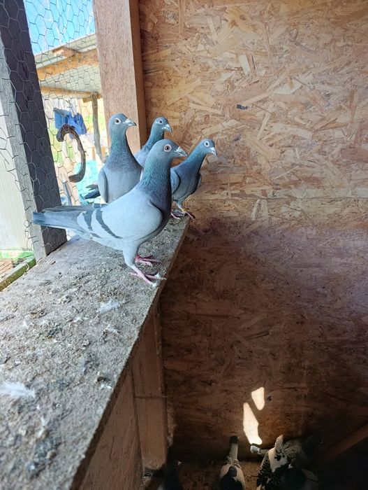 Vând porumbei voiajori