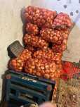 Ceapa la saci 10kg