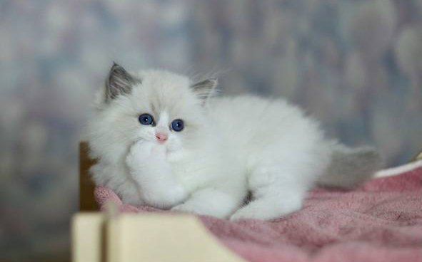 Регдоллы чистокровные