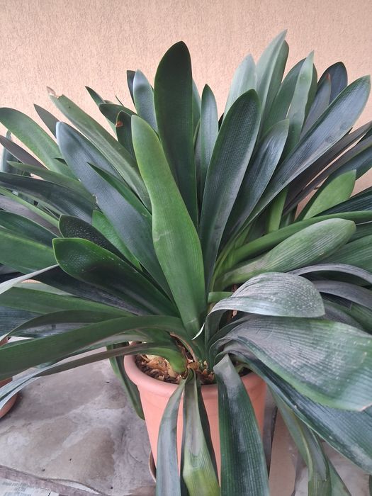 Vând plantă interior amaryllis