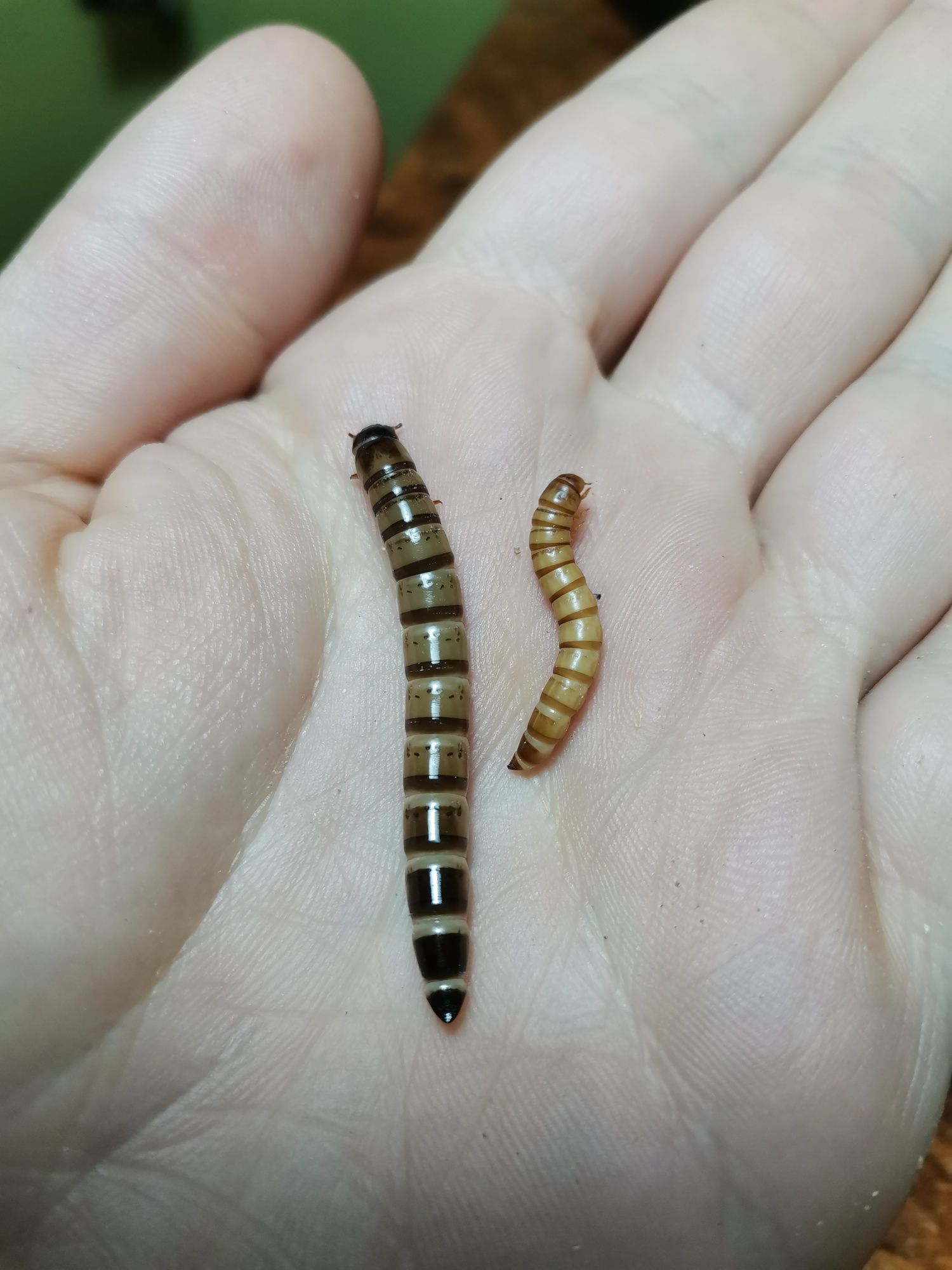 Gândaci Dubia, Mealworms, Superworms, hrană vie pt reptile, tarantule