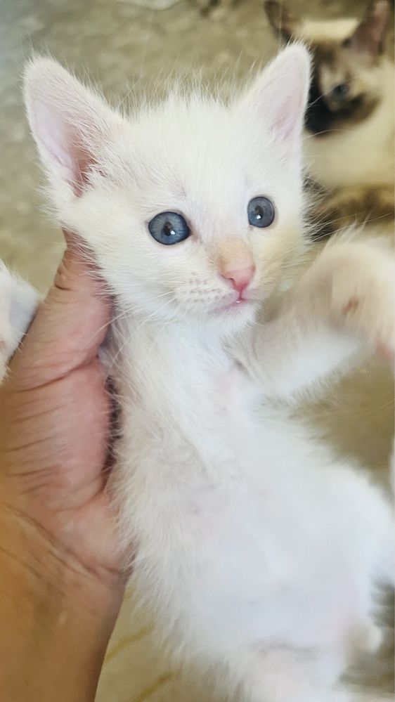 котята 1,5 месяца