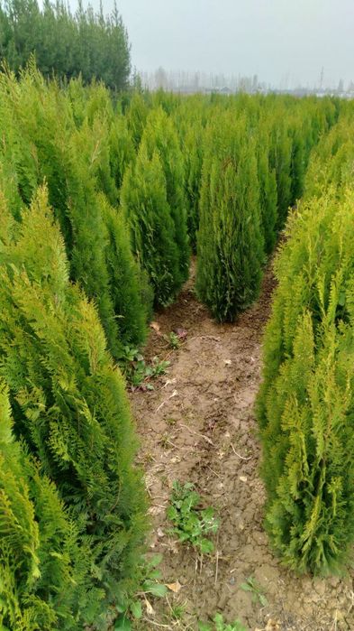 Арчалар 7 хил турдаги сорт ва хар хил фигурали куринишда.