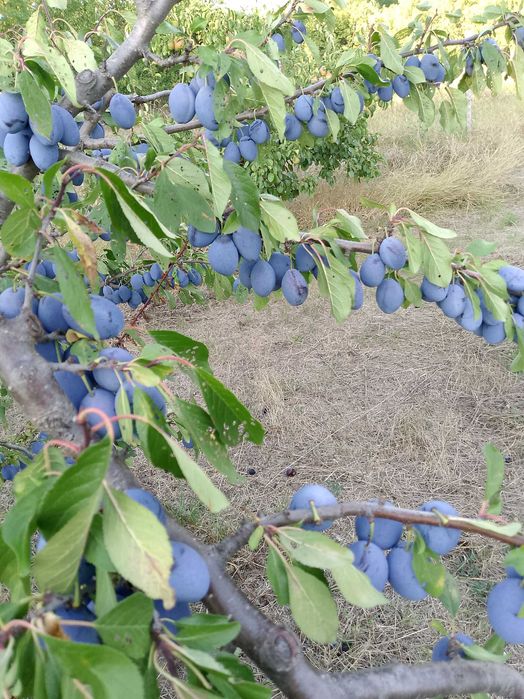 Prune Stanley proaspete