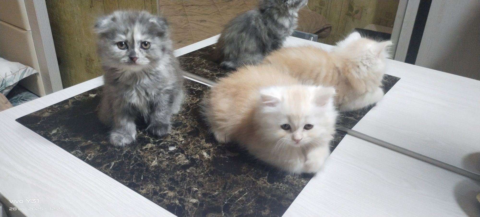 Котята скотиш фолд и скотиш страйт