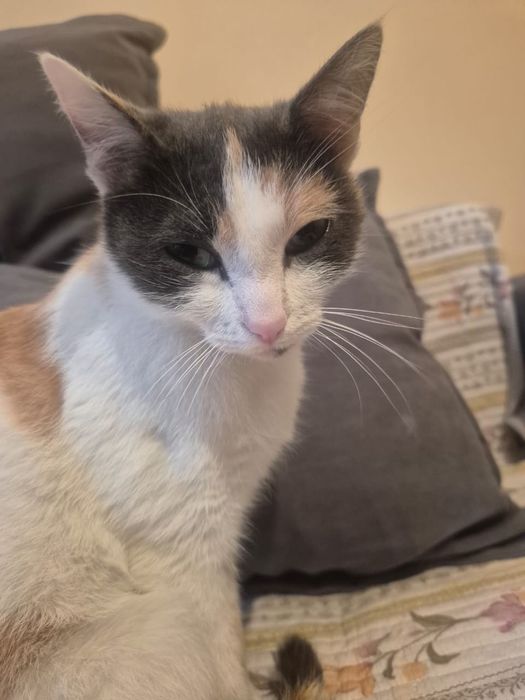 Кошка! Бесплатно