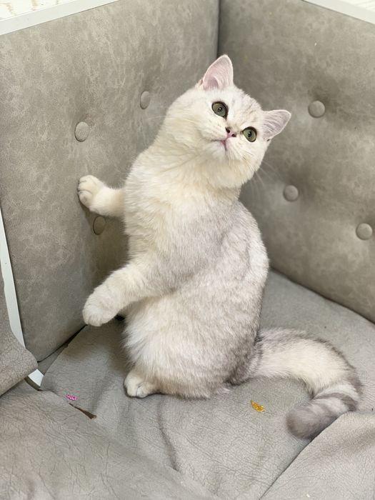 Strayt Serebristiy shinshila