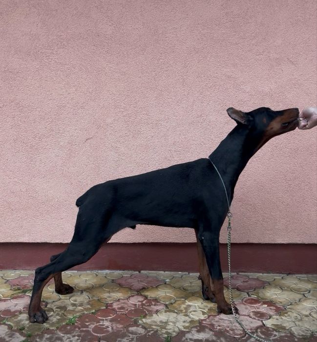 Cățeluș Doberman cu pedigree de vânzare