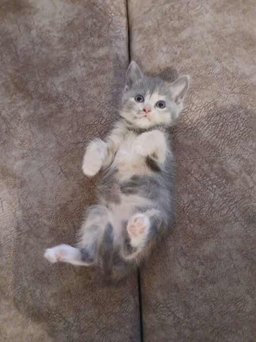 Отдам котенка в добрые руки