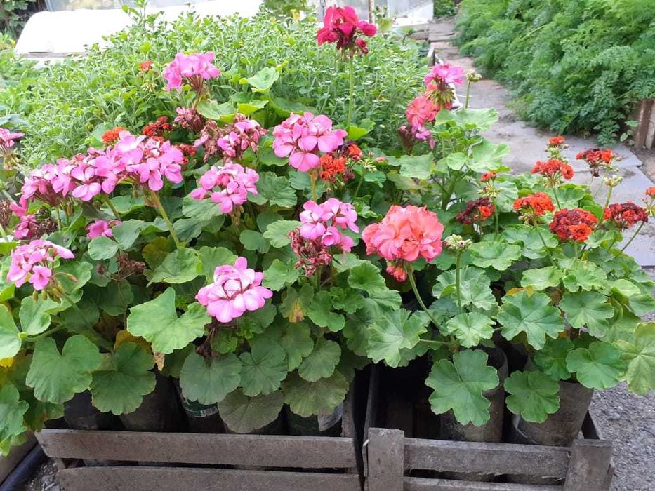 Герань садовая крупная