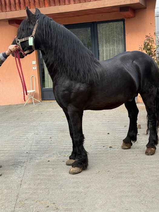 Vand armăsar in varsta de noua ani