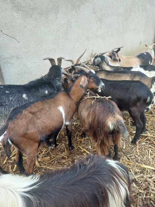 20 de capre metis anglonubian