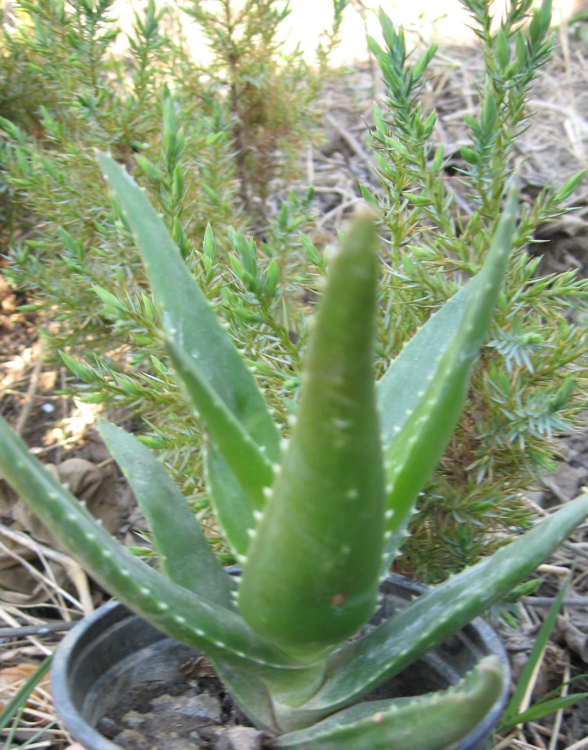 Aloe vera la ghiveci