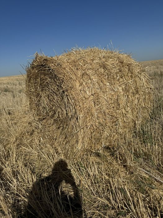 Салома в рулонах
