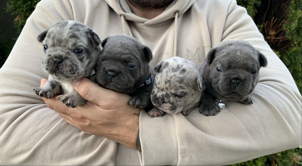 Френски Булдог French Bulldog Blue и Blue Merlle