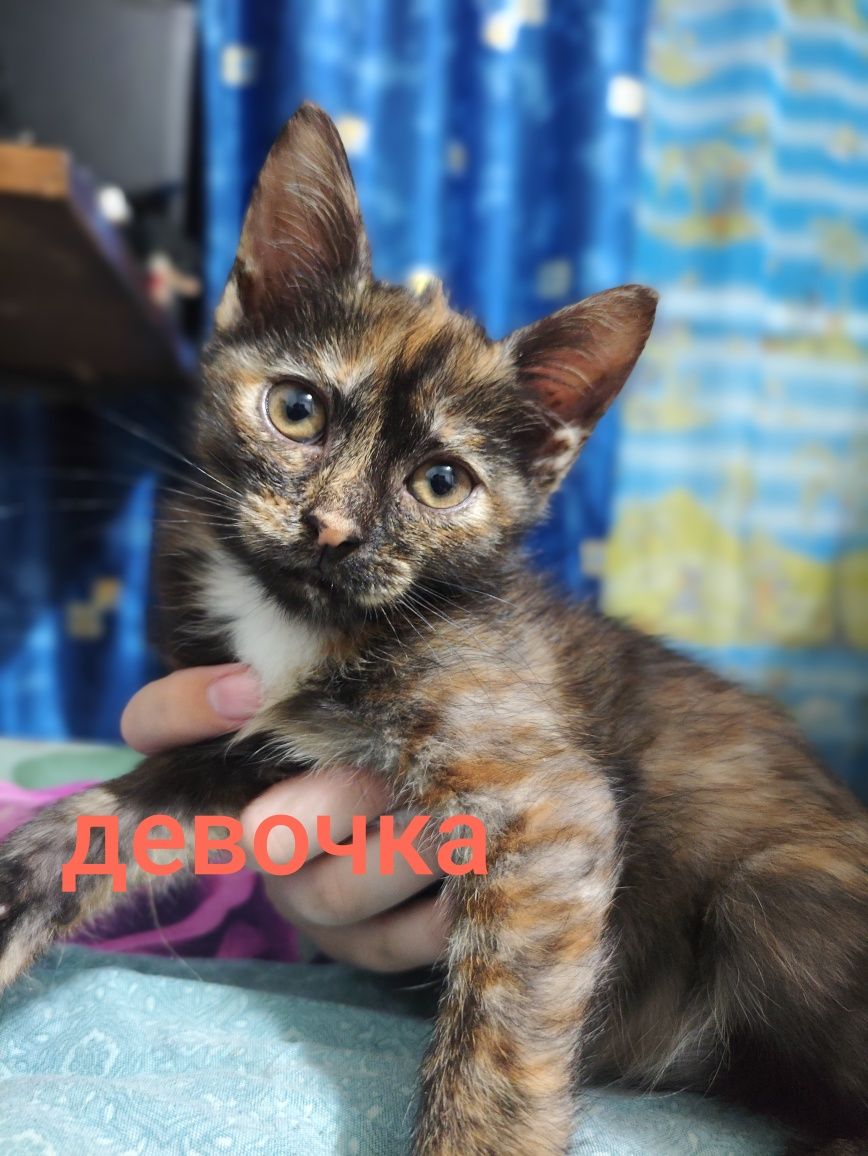 Котята крысыловы