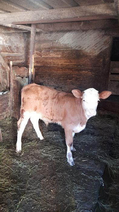 Vând vacă de 14 ani cu vițel de 2 luni!