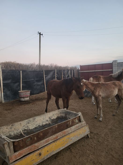 Жабагылар сатылады 230-260 мың теңгеден