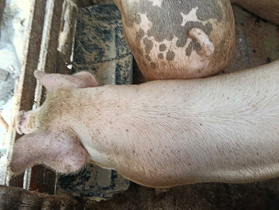 Прасета мъжки скопени