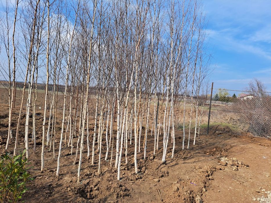 Tuia leylandii brazi arginti etc