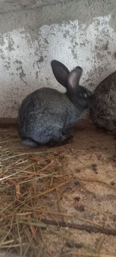 Iepurași foarte bine îngrijiți