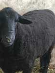 Berbec Jura  1 an, 100 kg  pentru prăsilă