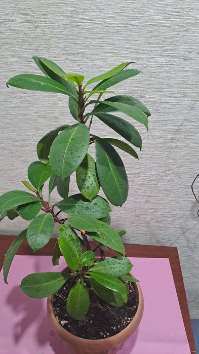 Продам комнатные цветы