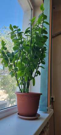 Комнатные растения -педилантус